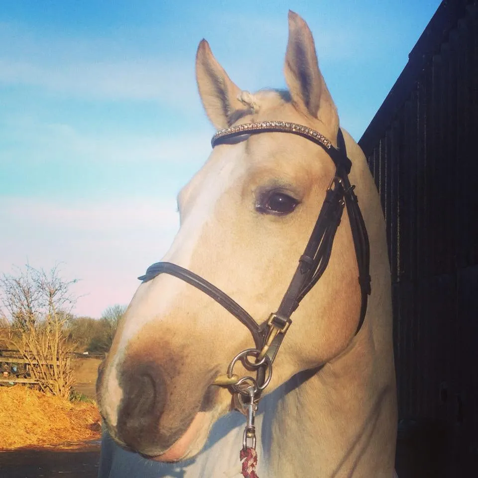 Equiture Clear and gold browband