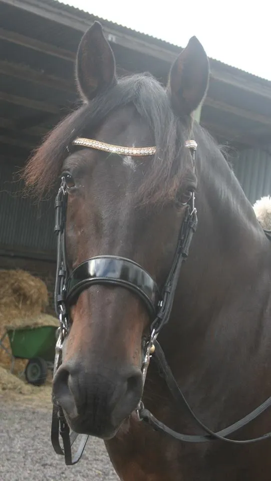 Equiture Clear and gold browband